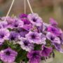 Petunia – Splash Dance Calypso Moonwalk – 10″ Hanging Basket